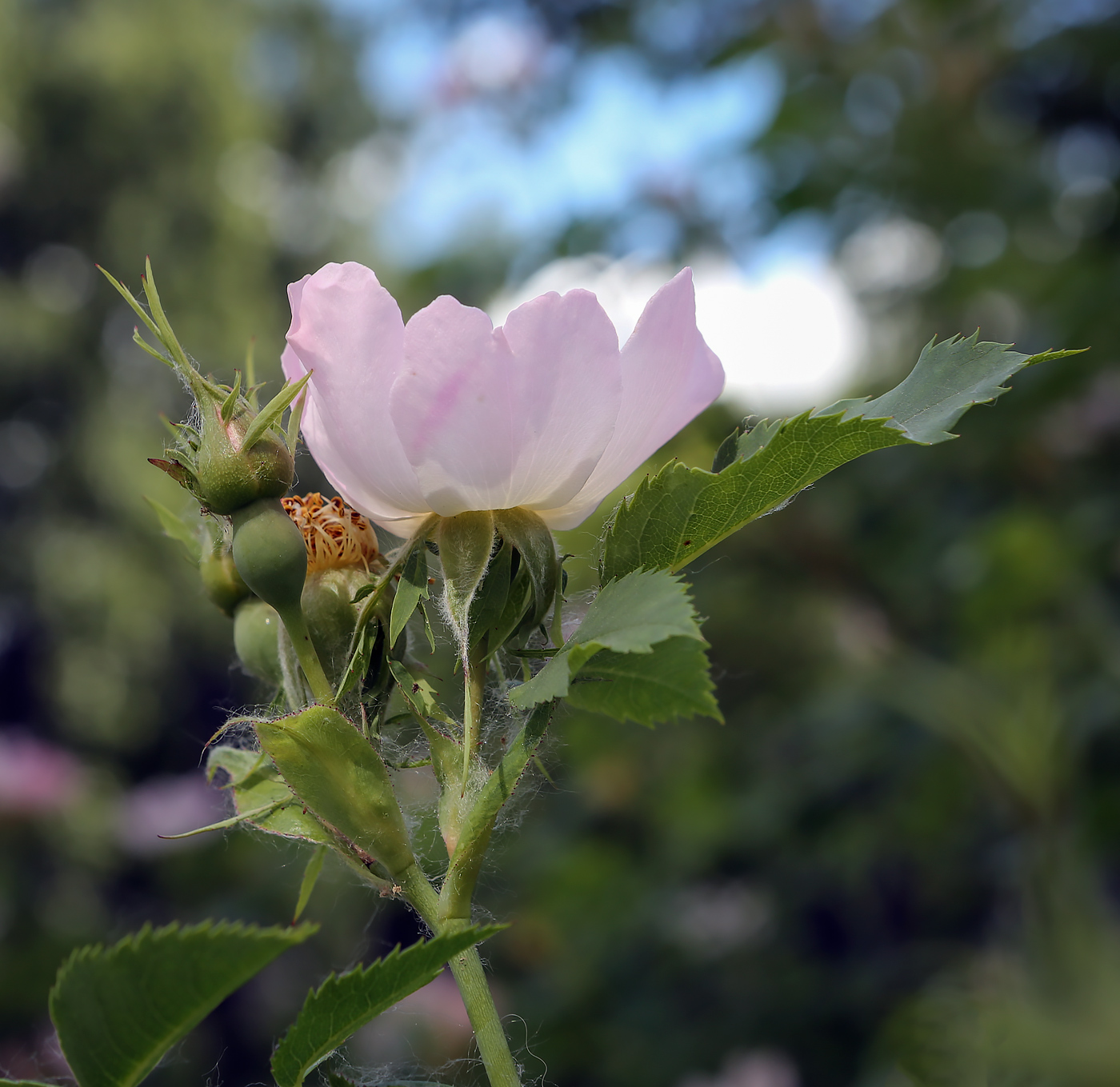 Image of genus Rosa specimen.