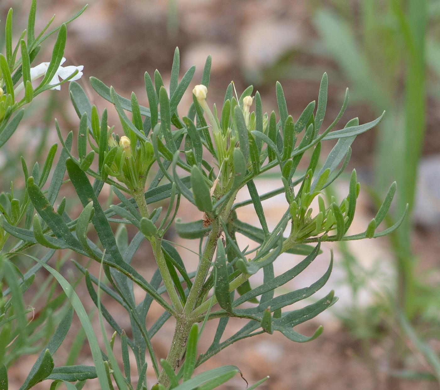 Изображение особи Chascanum pinnatifidum.