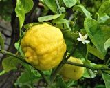 Citrus limon