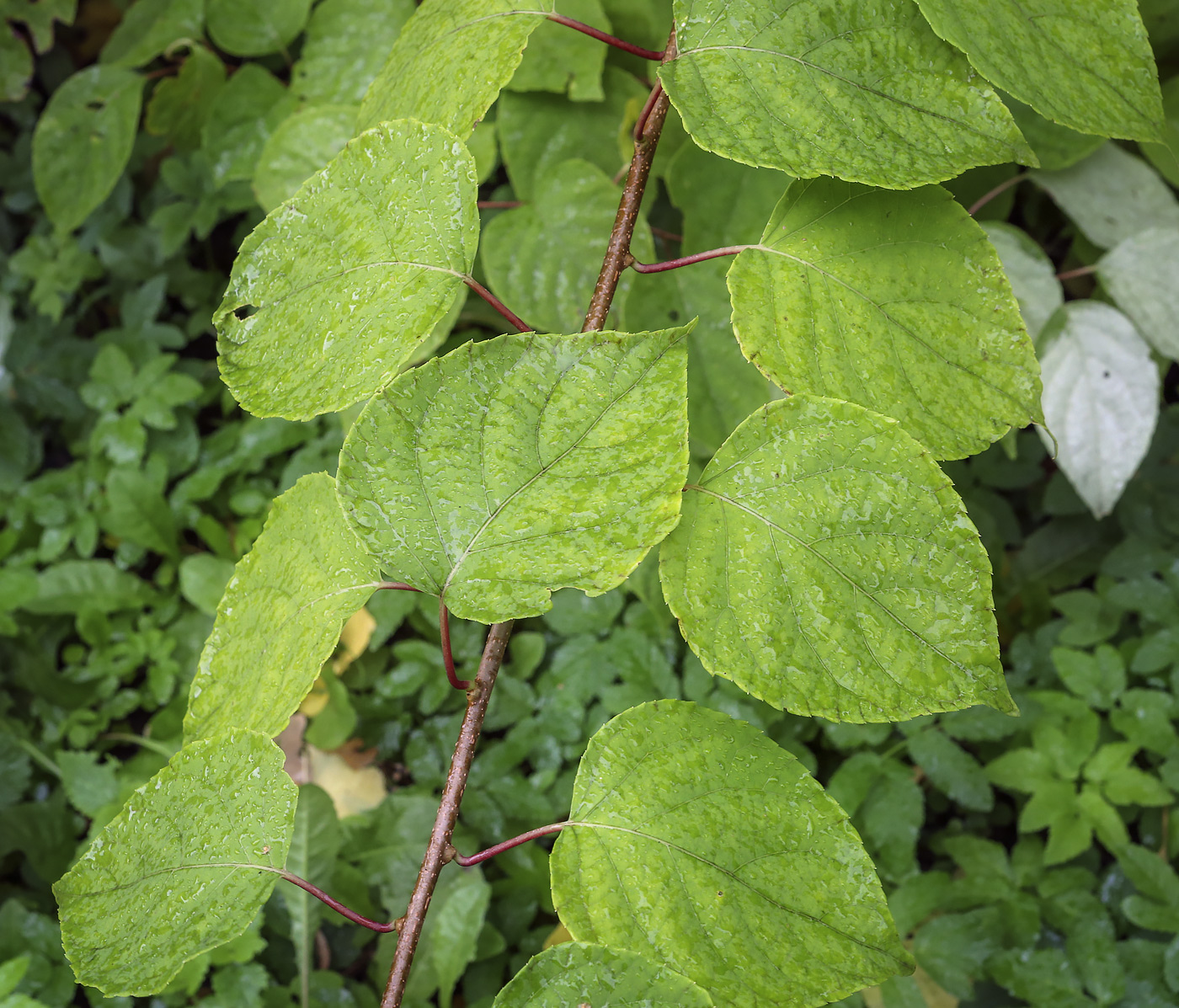 Image of Actinidia polygama specimen.