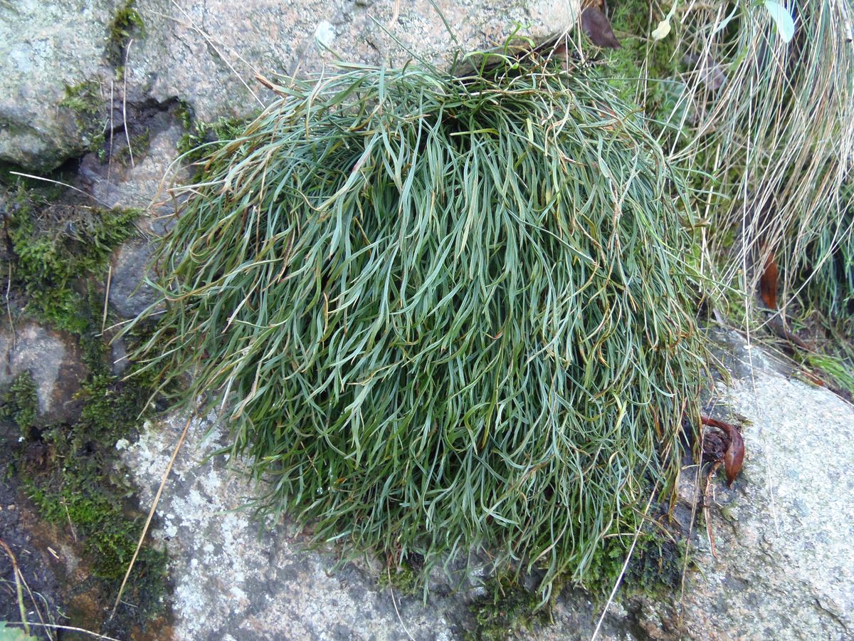 Image of Asplenium septentrionale specimen.