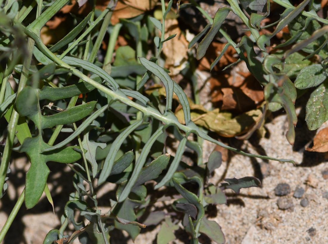 Image of Sonchus tenerrimus specimen.