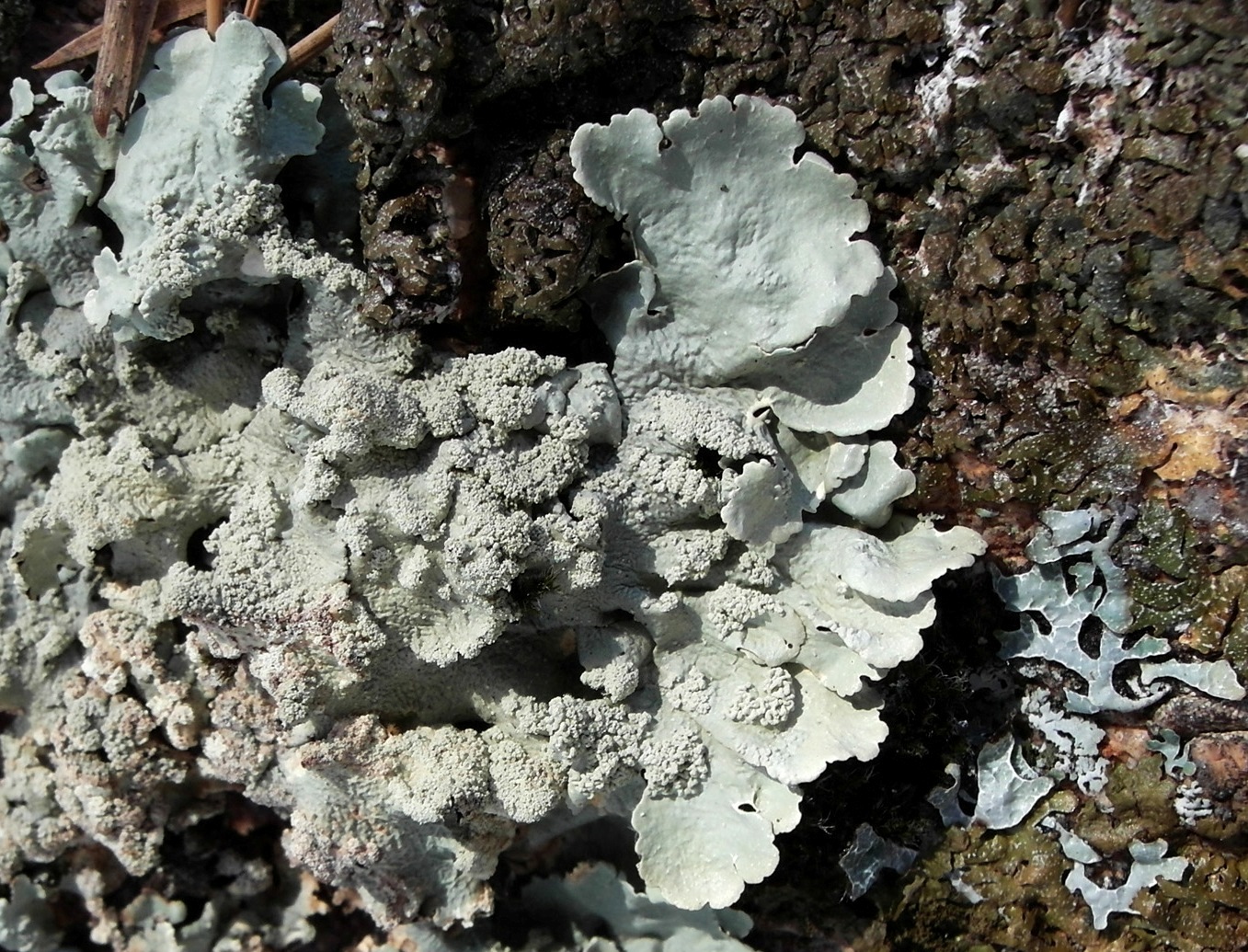 Image of Flavoparmelia caperata specimen.