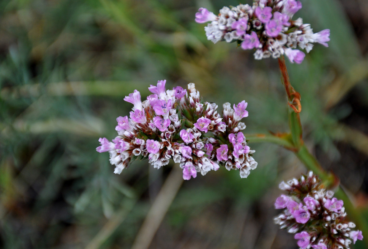 Image of Goniolimon speciosum specimen.