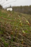 Tussilago farfara