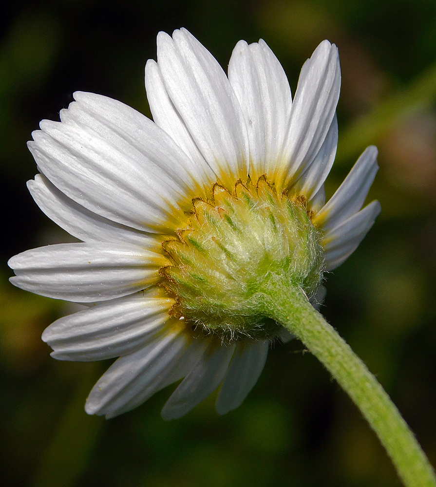 Изображение особи Anthemis austriaca.