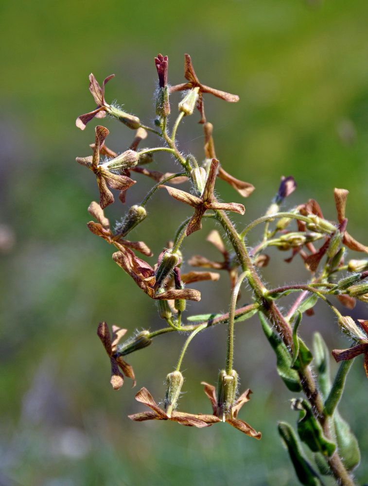 Изображение особи Hesperis tristis.