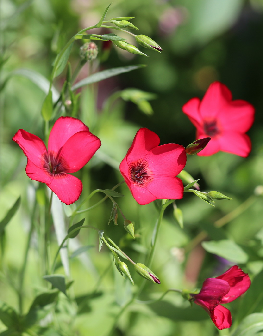 Изображение особи Linum grandiflorum.