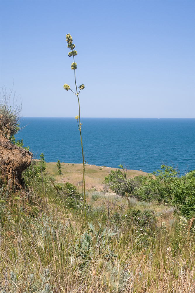 Image of Silene densiflora specimen.