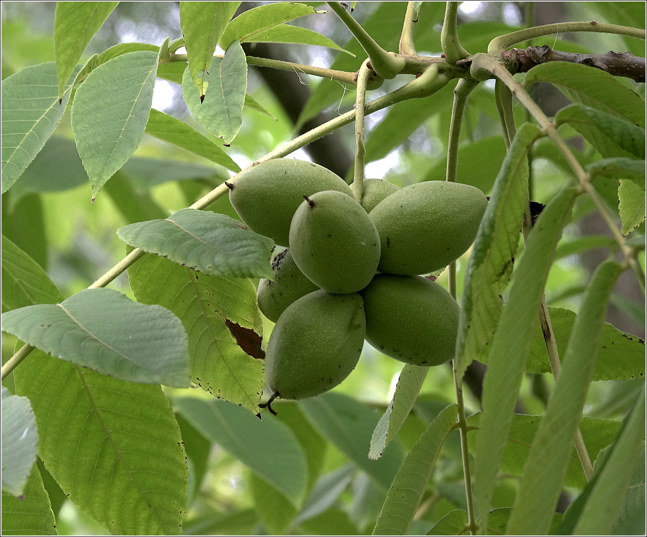 Изображение особи Juglans mandshurica.