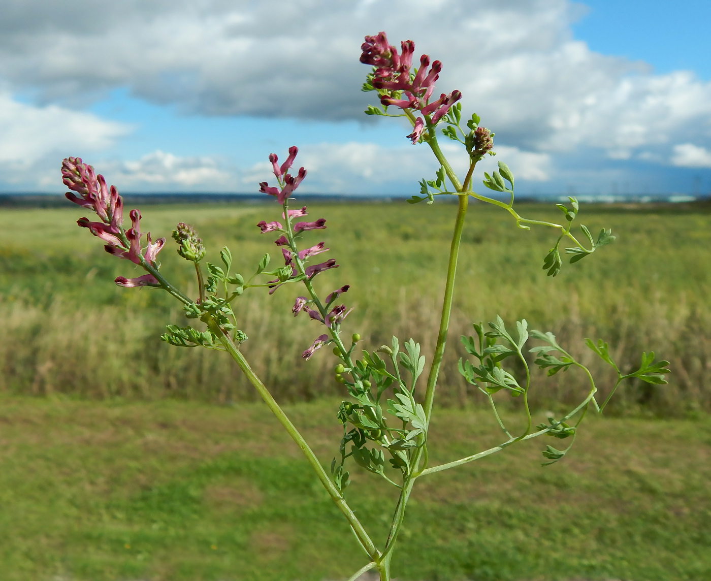 Image of Fumaria officinalis specimen.