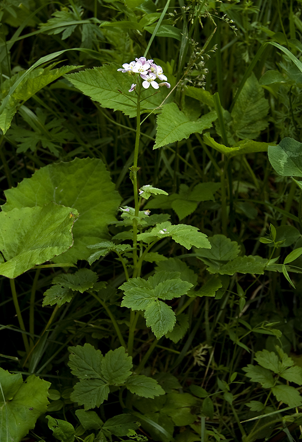 Image of Cardamine macrophylla specimen.