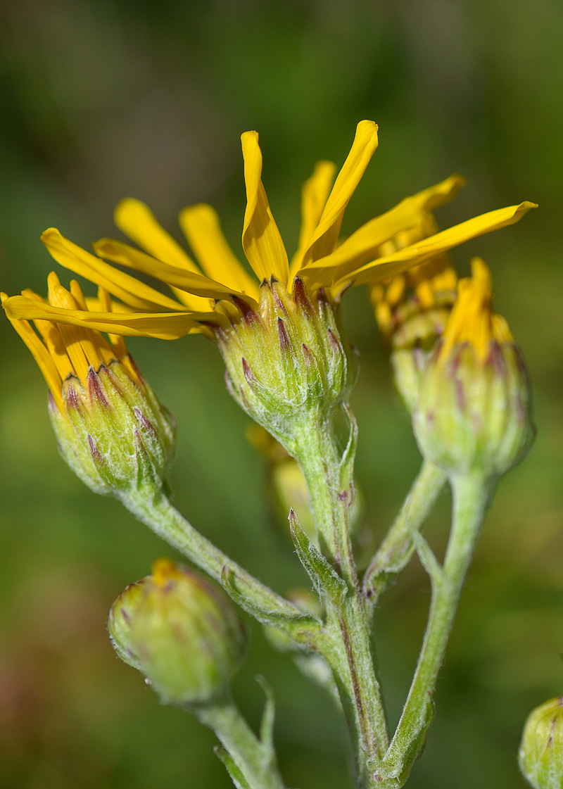 Image of Senecio buschianus specimen.