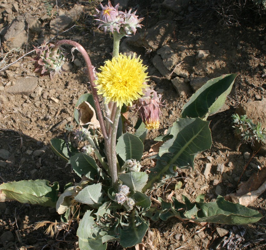 Изображение особи Taraxacum sonchoides.