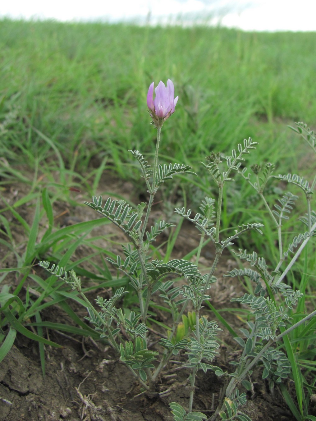 Image of genus Astragalus specimen.