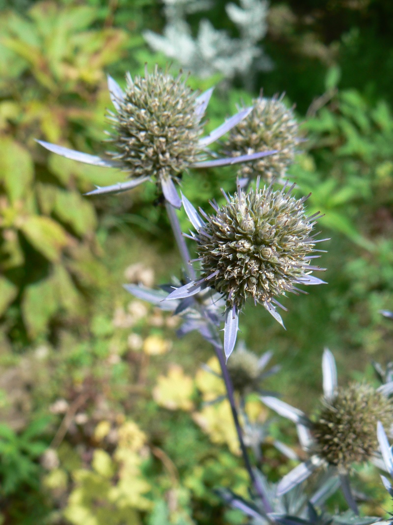 Image of Eryngium planum specimen.