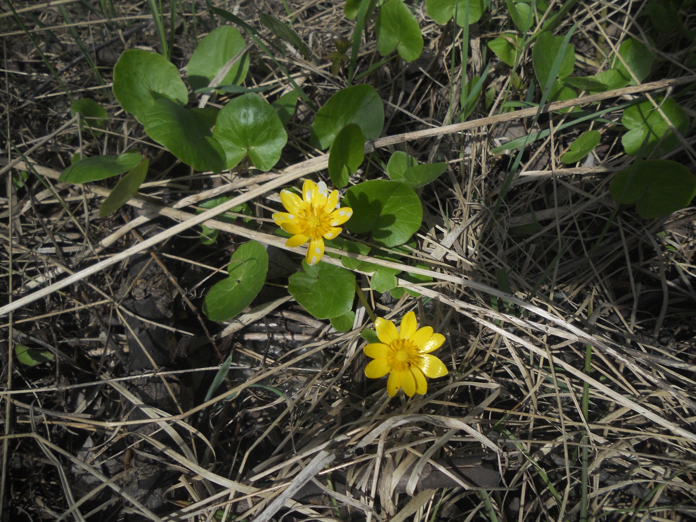 Image of Ficaria verna specimen.