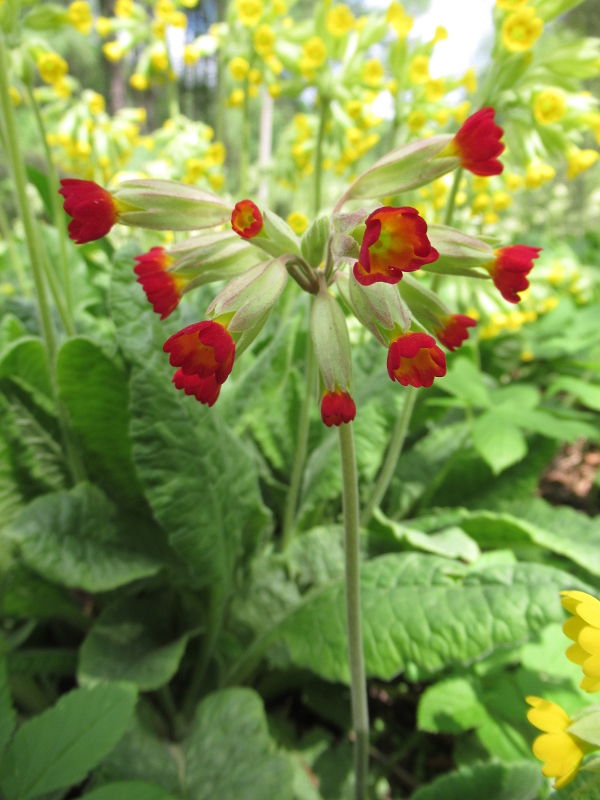 Image of Primula veris specimen.