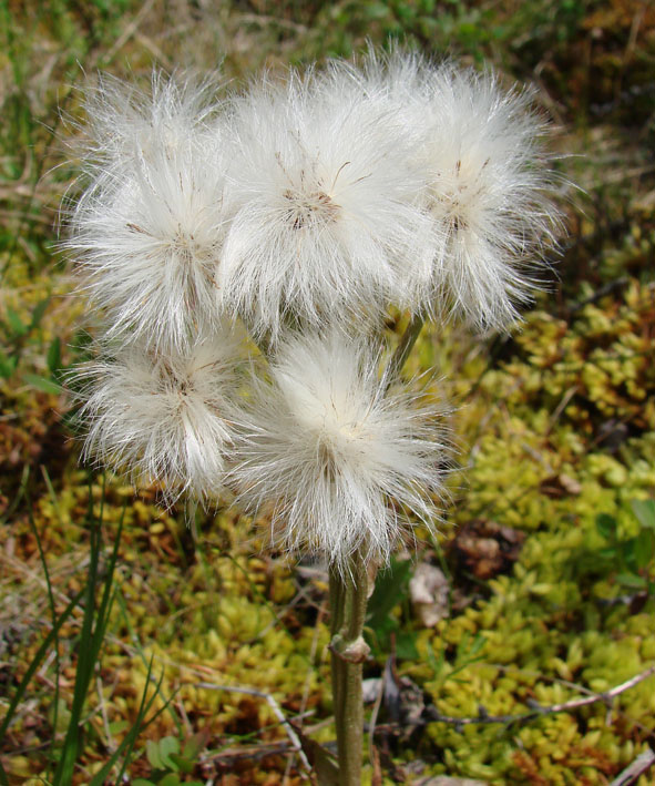 Image of Petasites frigidus specimen.