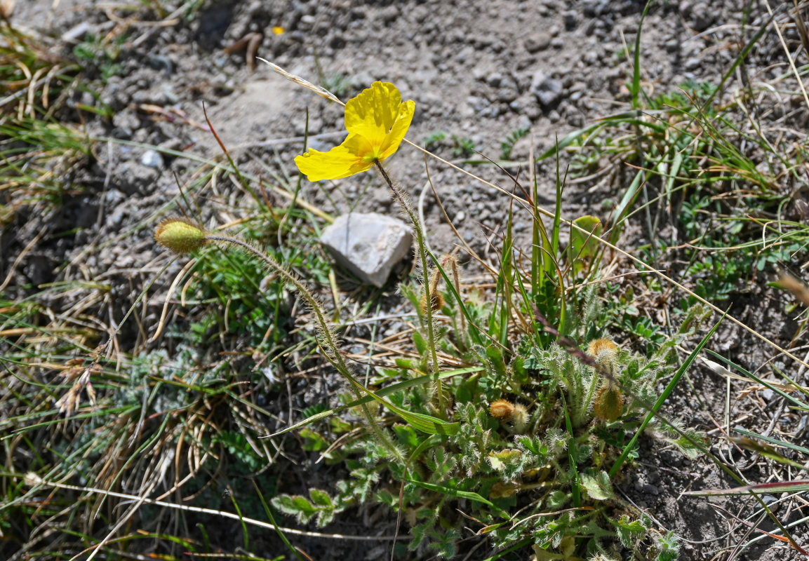 Изображение особи Papaver croceum.