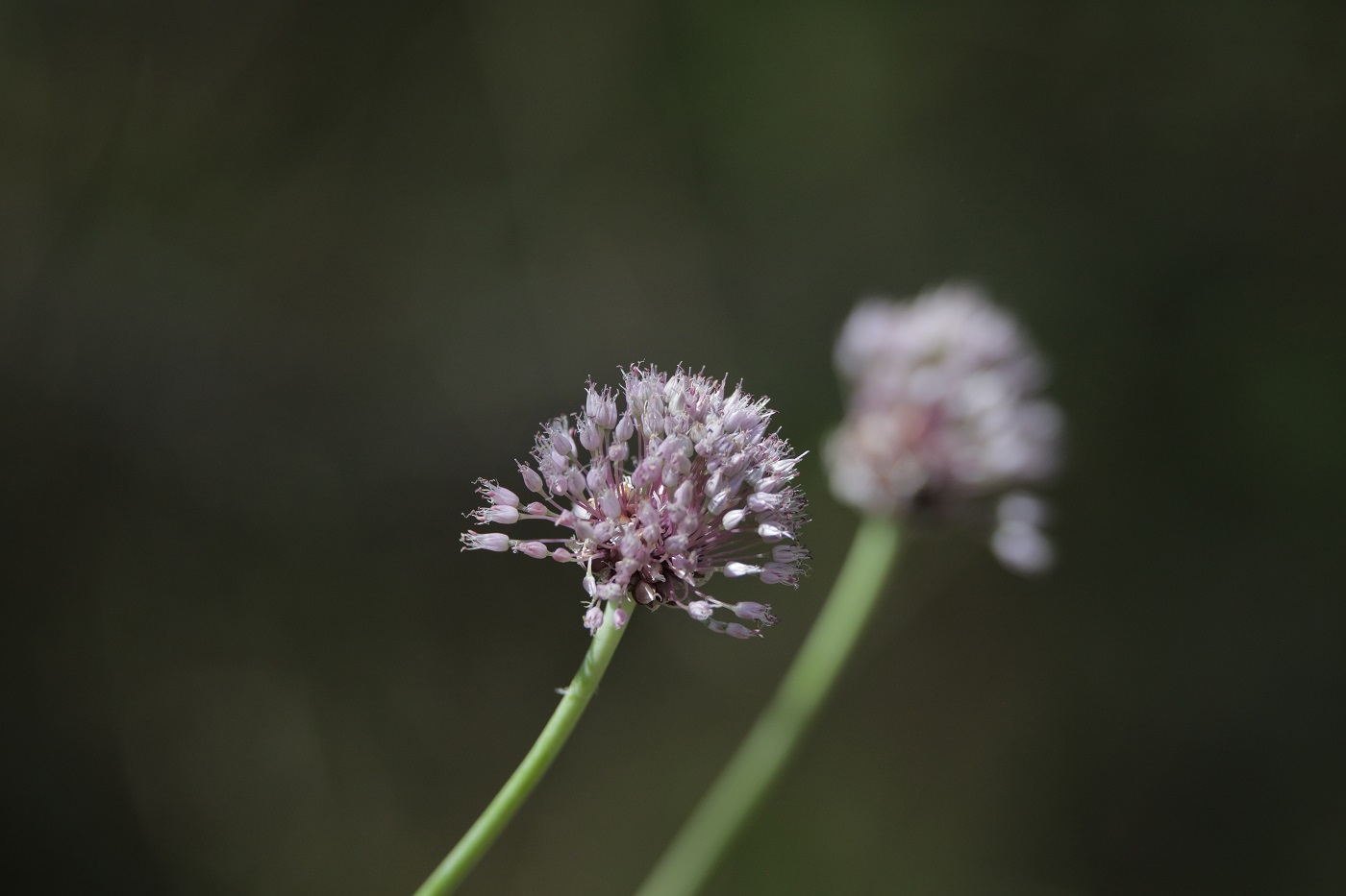 Изображение особи Allium longicuspis.