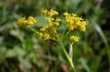 Смотреть изображение Pastinaca armena