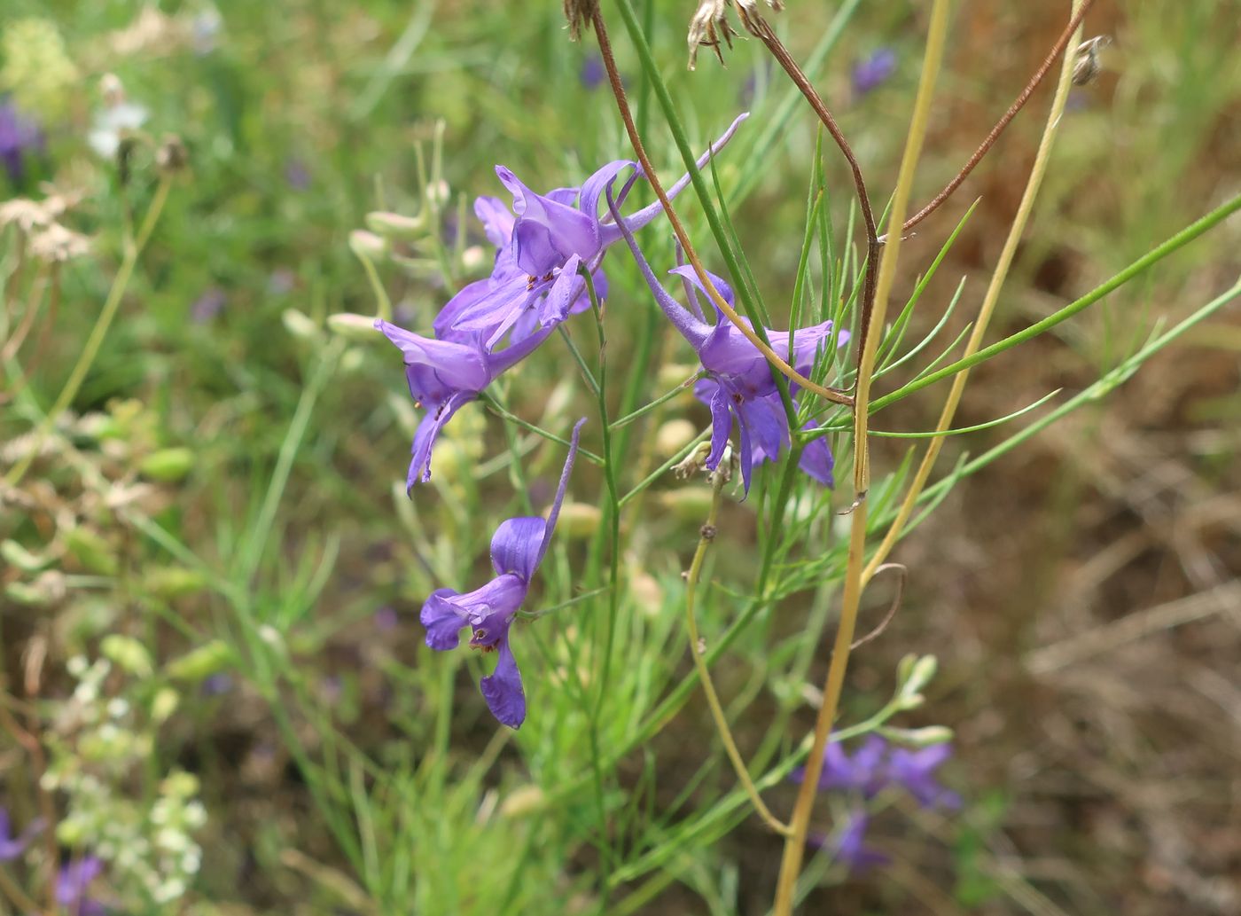 Изображение особи Delphinium consolida.