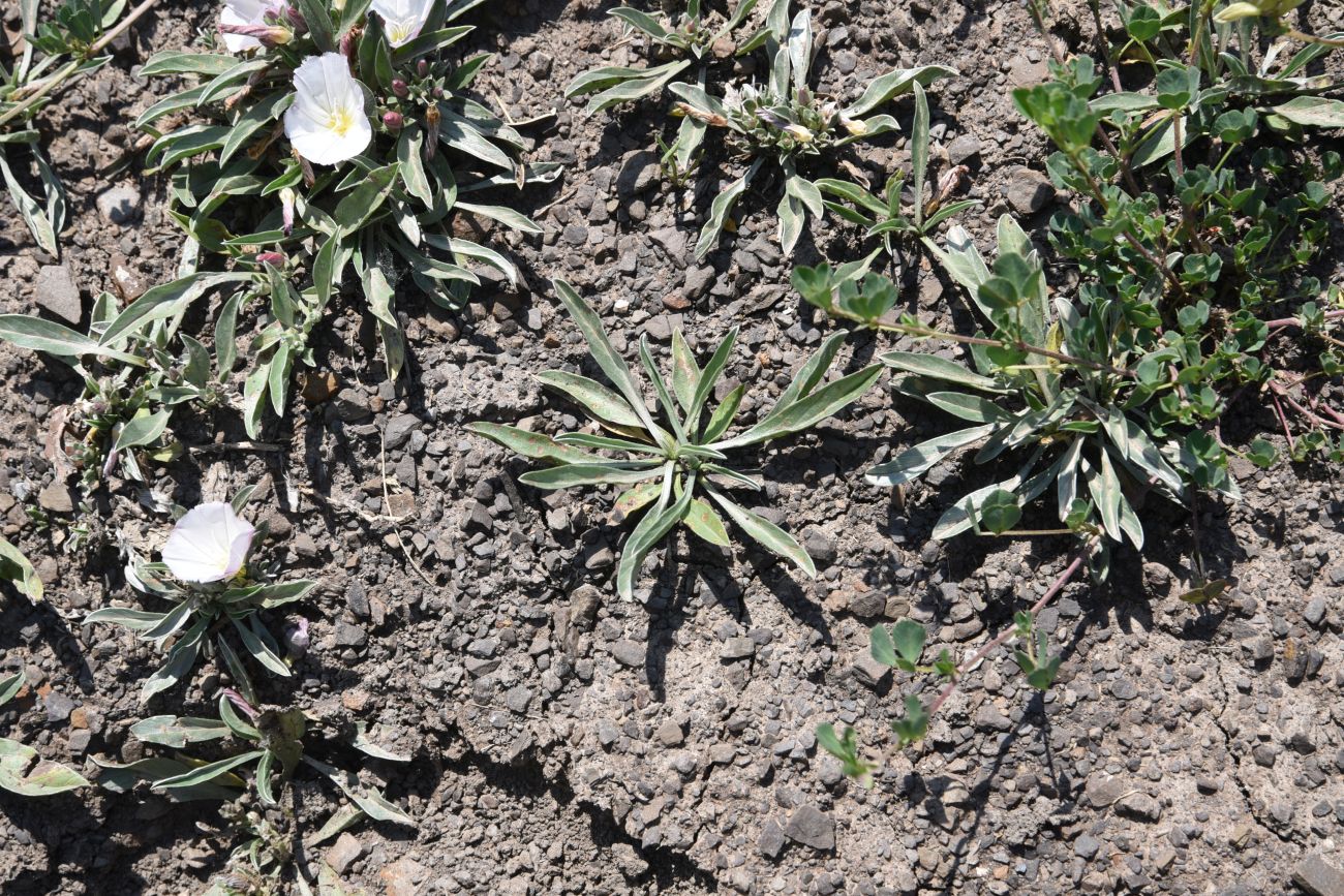 Изображение особи Convolvulus lineatus.