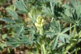 Lupinus gredensis