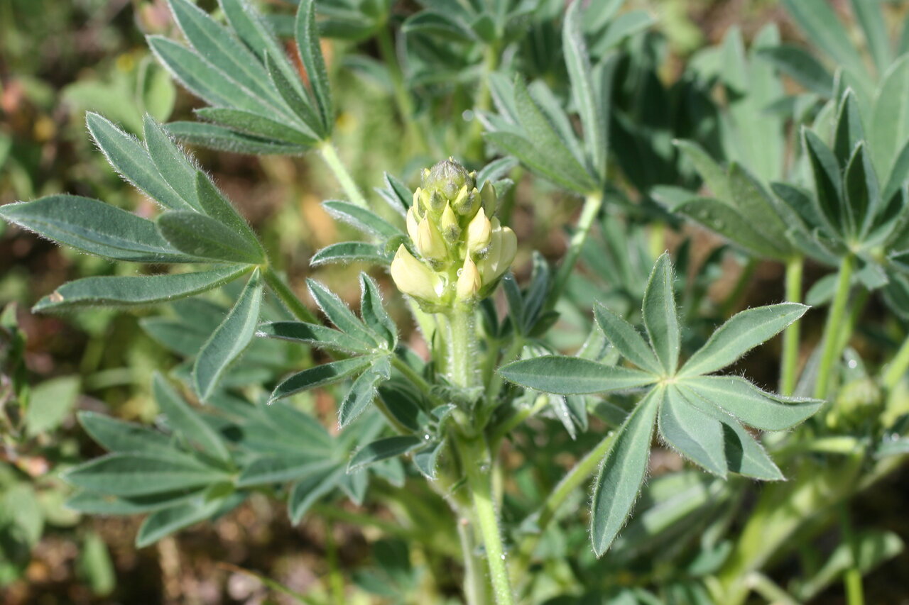 Изображение особи Lupinus gredensis.