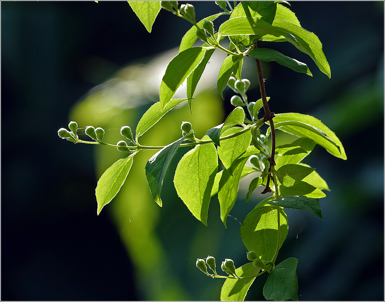 Image of Philadelphus pubescens specimen.