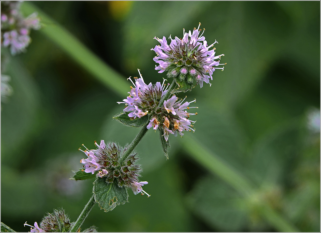 Изображение особи род Mentha.