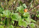 Rubus chamaemorus. Плодоносящее растение. Якутия, Мирнинский р-н, окр. пос. Светлый. 13.07.2009.