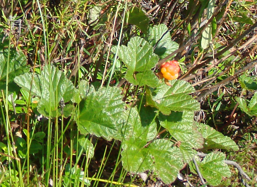 Изображение особи Rubus chamaemorus.