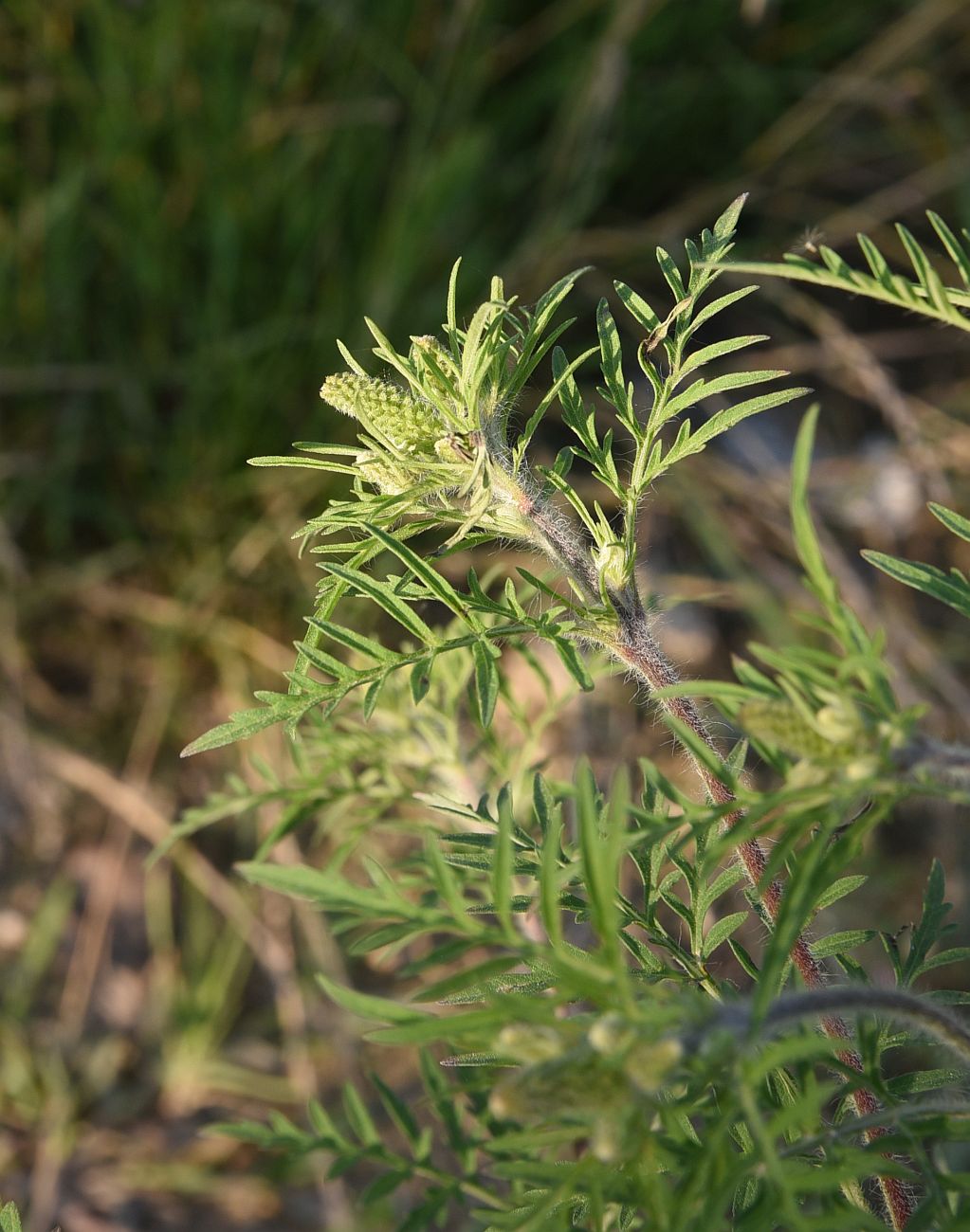 Изображение особи Ambrosia artemisiifolia.