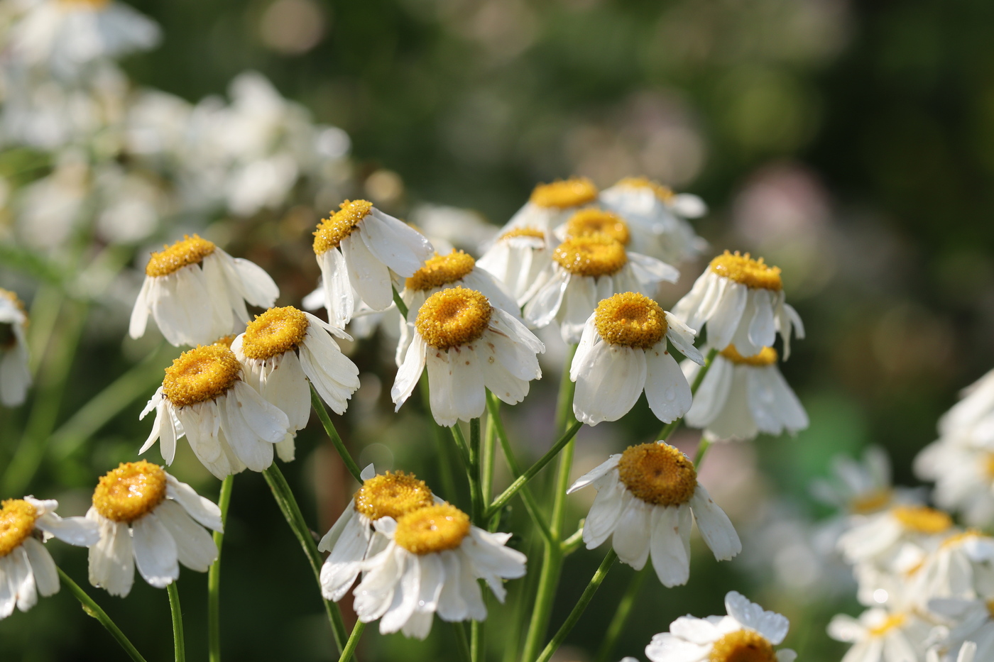 Изображение особи Pyrethrum corymbosum.