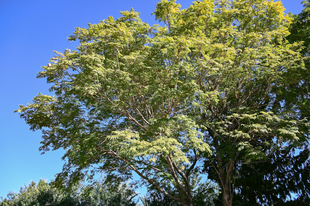 Image of Jacaranda mimosifolia specimen.