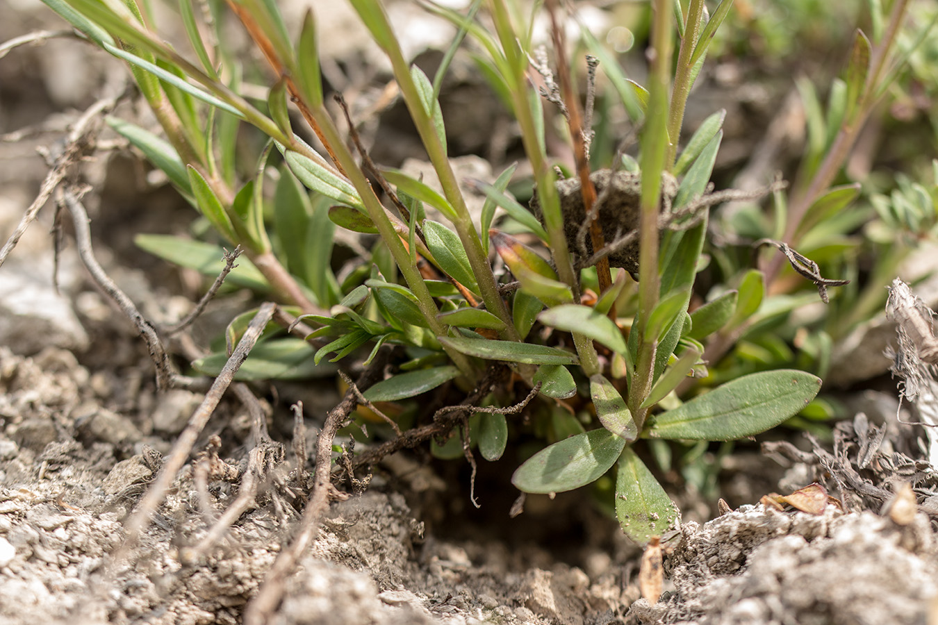 Изображение особи Polygala cretacea.