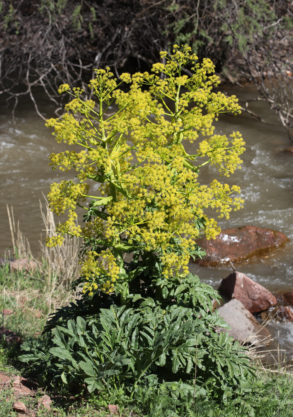 Image of Ferula kuhistanica specimen.