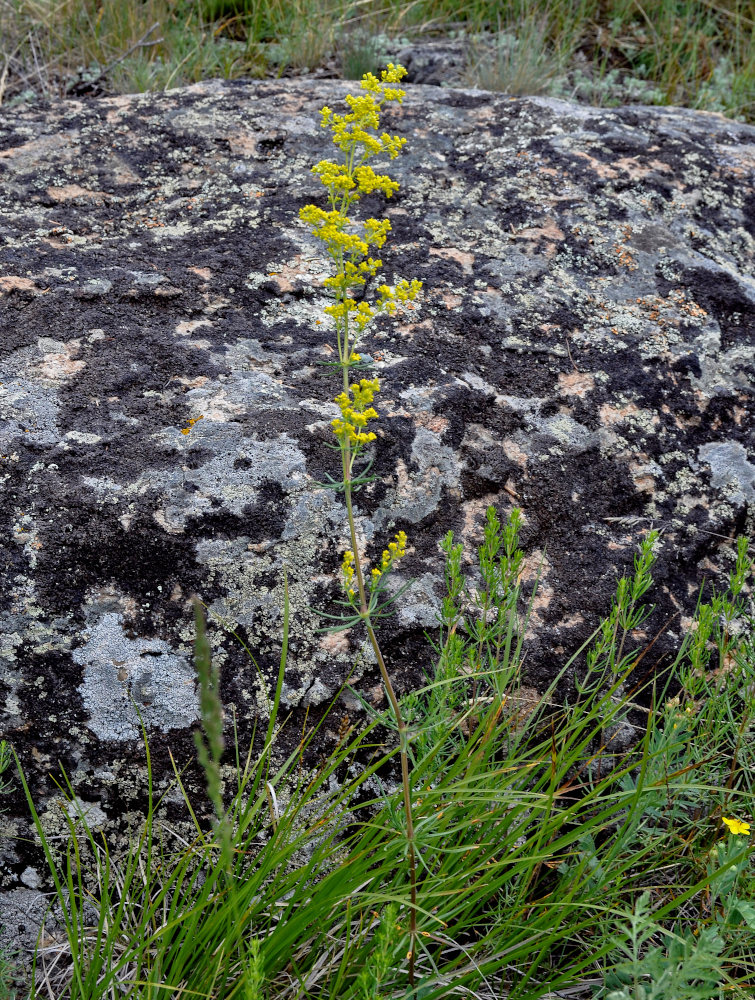 Image of Galium verum specimen.