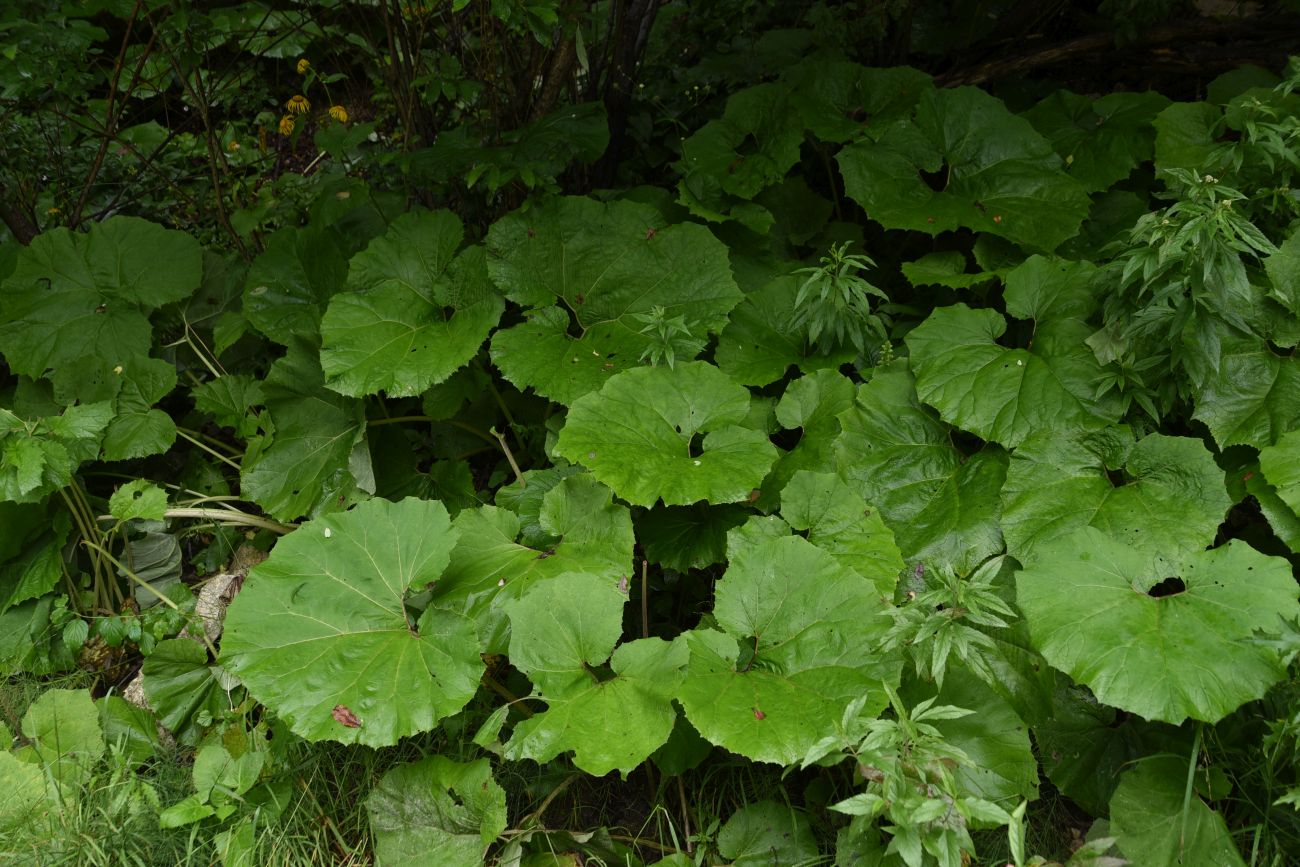 Image of genus Petasites specimen.