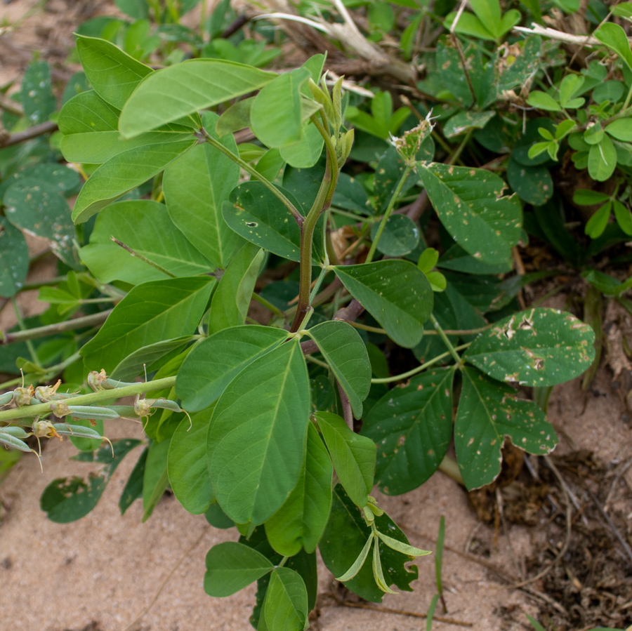 Image of Crotalaria pallida specimen.