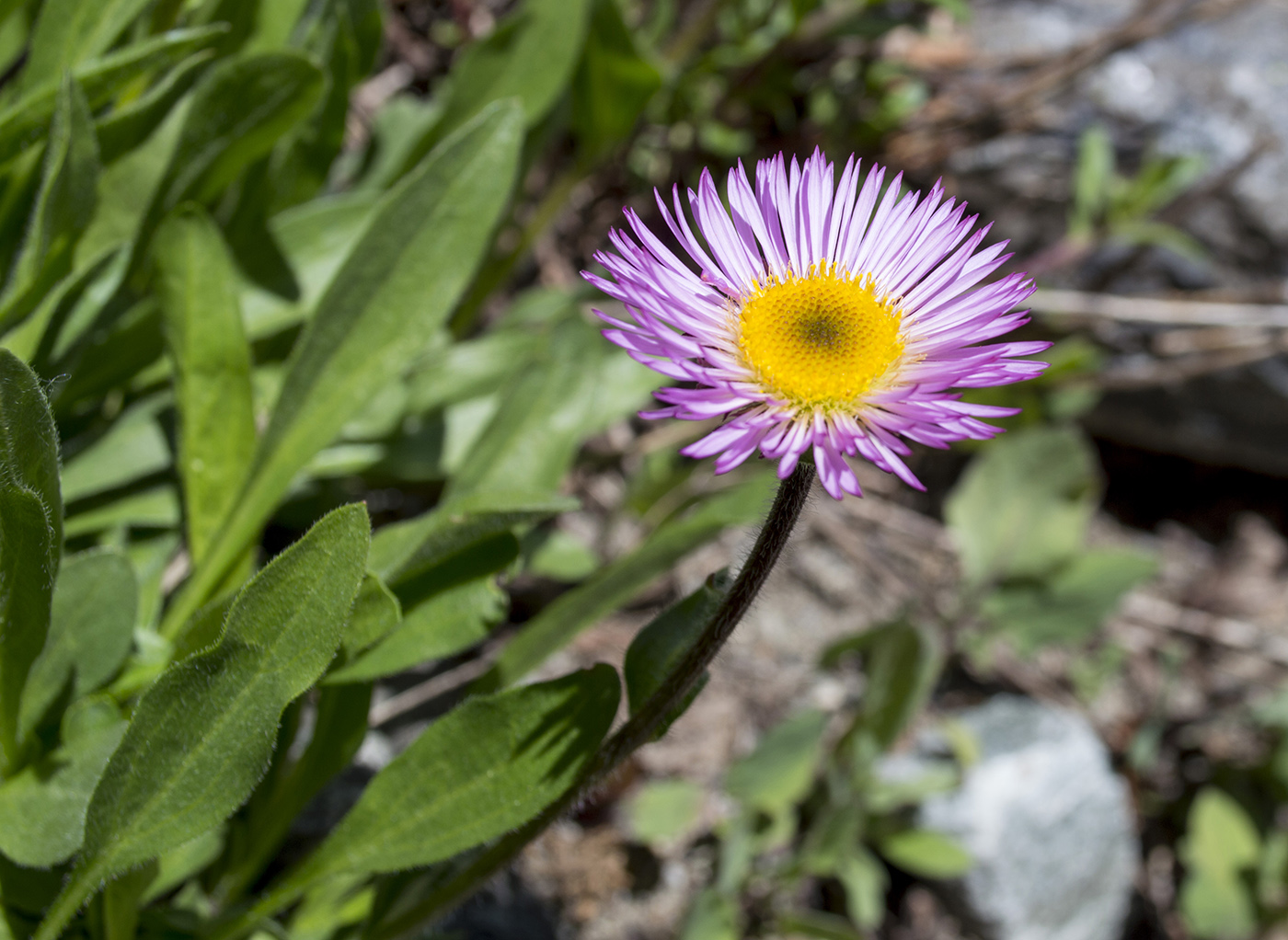 Изображение особи Erigeron venustus.