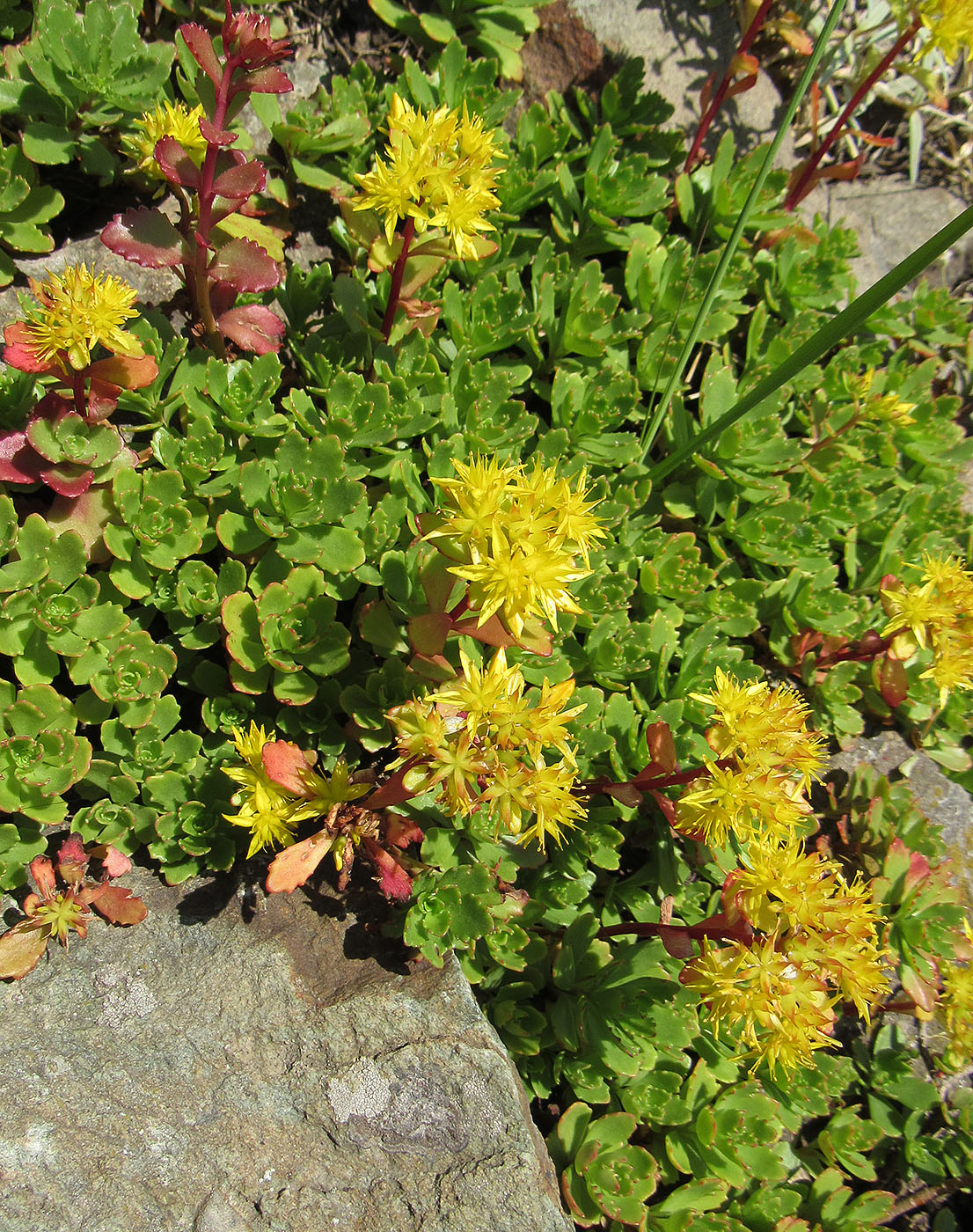 Image of familia Crassulaceae specimen.