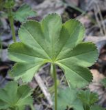 genus Alchemilla