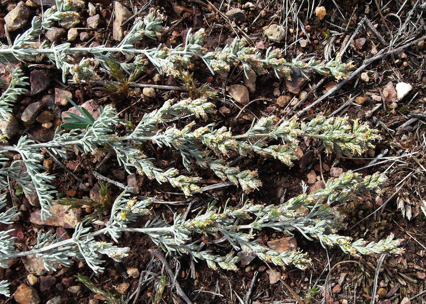 Image of Artemisia schrenkiana specimen.