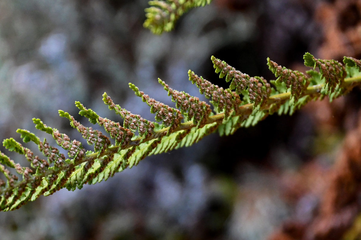 Изображение особи Dryopteris fragrans.