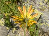 Tragopogon reticulatus. Верхушка побега с соцветием (вид со стороны обёртки). Карачаево-Черкесия, Урупский р-н, хр. Загедан, склон горы Загедан Скала, ≈ 2500 м н.у.м., альпийский луг, скалы. 10.08.2023.