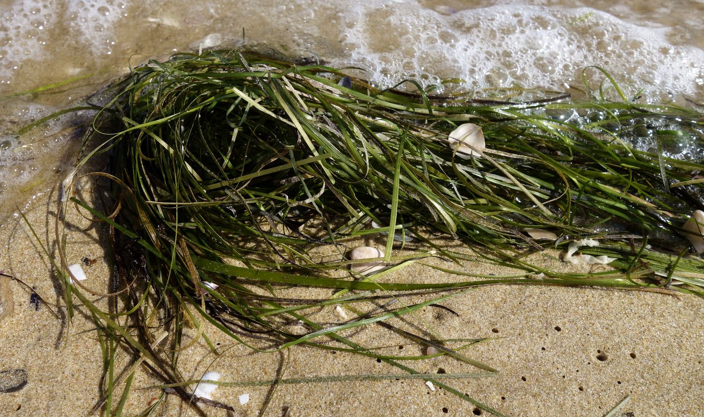 Image of Zostera marina specimen.