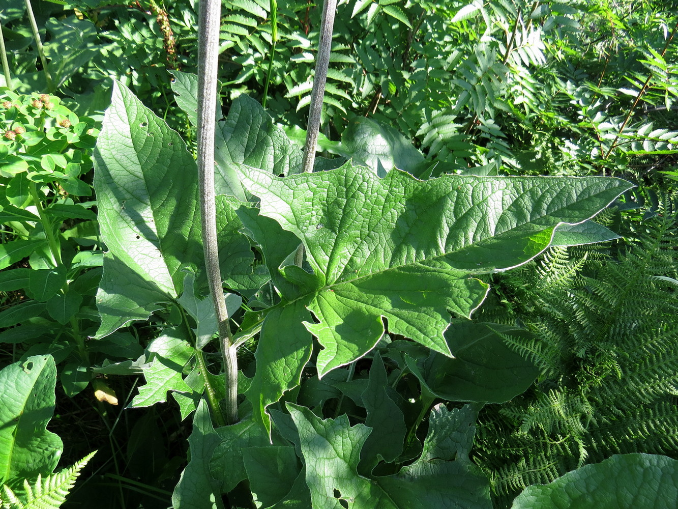 Image of Saussurea frolowii specimen.